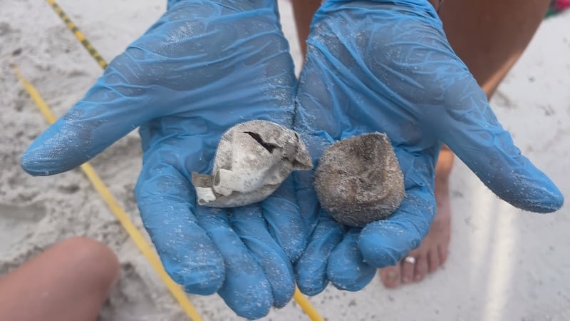 Tropical Storm Bertha wiped out dozens of sea turtle nests