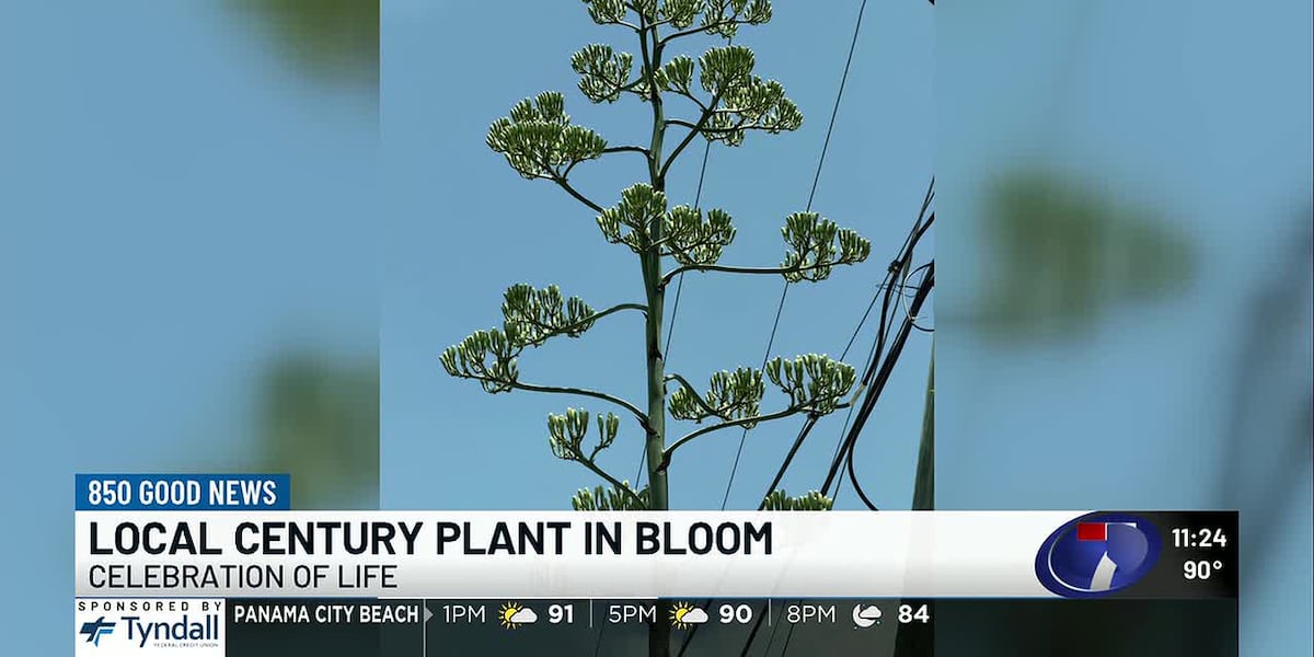 850 Good News: Local Century Tree in bloom