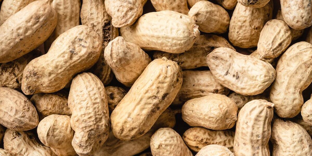 Peanuts Before Ripe Old-Tyme Fair and Peanut Boil