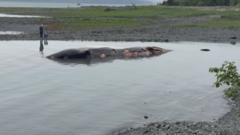 A dead fin whale arrived in Seward on the bulbous bow of a cruise ship on Friday, according to...