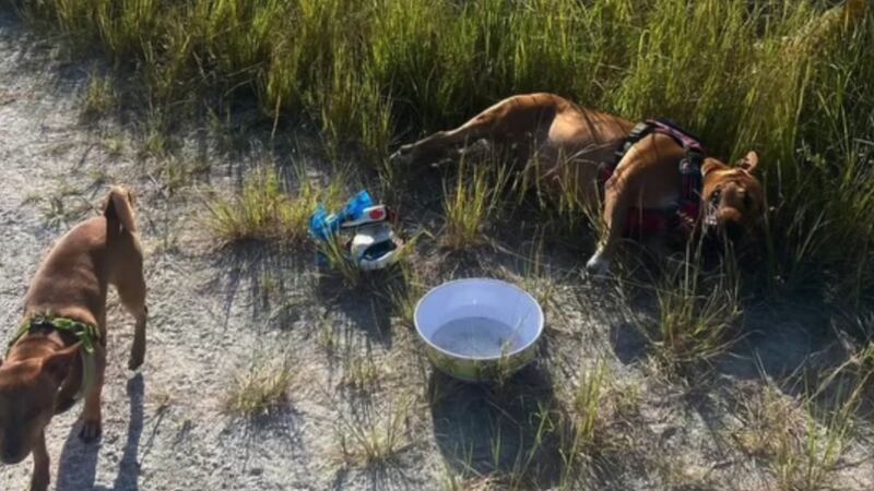 Mella and Rocky are happy and friendly dogs, which is how their owner described them when they...