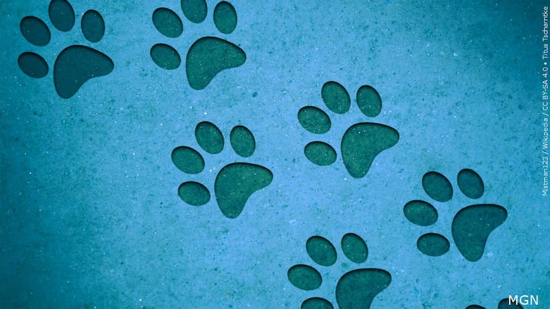 Paw print