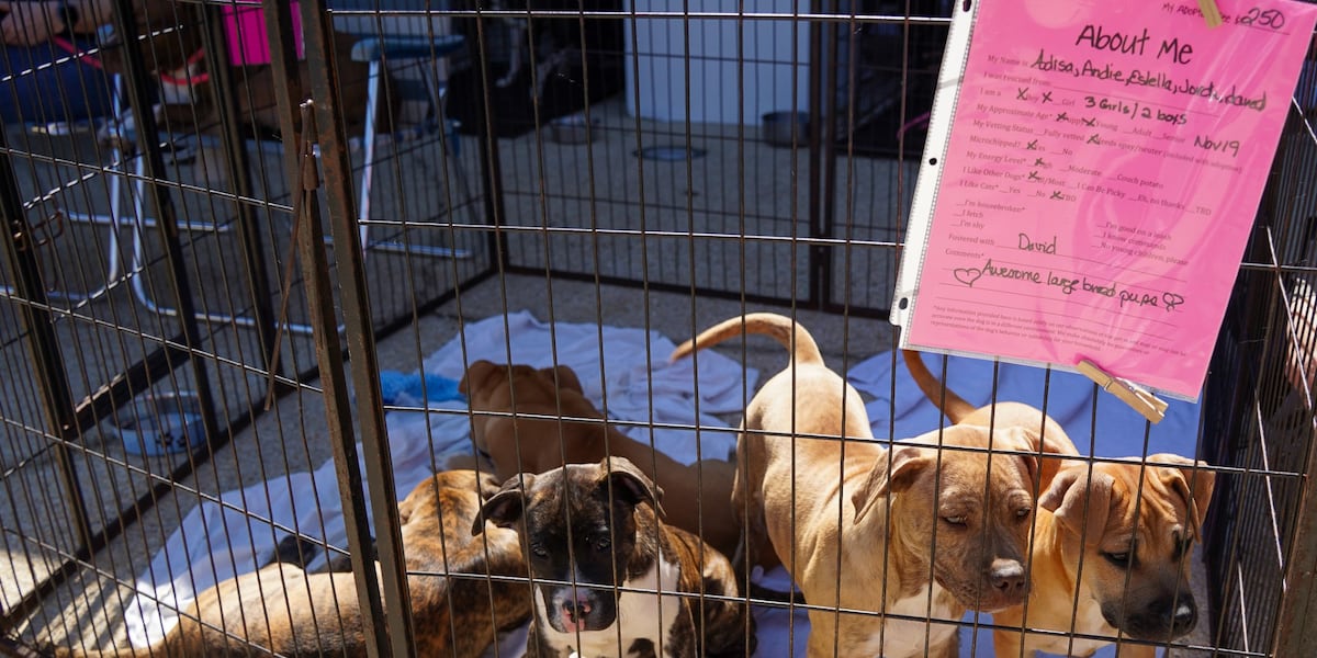 15 rescue dogs find their forever homes