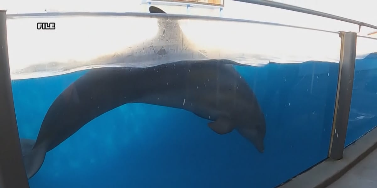 New USDA report shows Gulf World dolphins were injured during transport