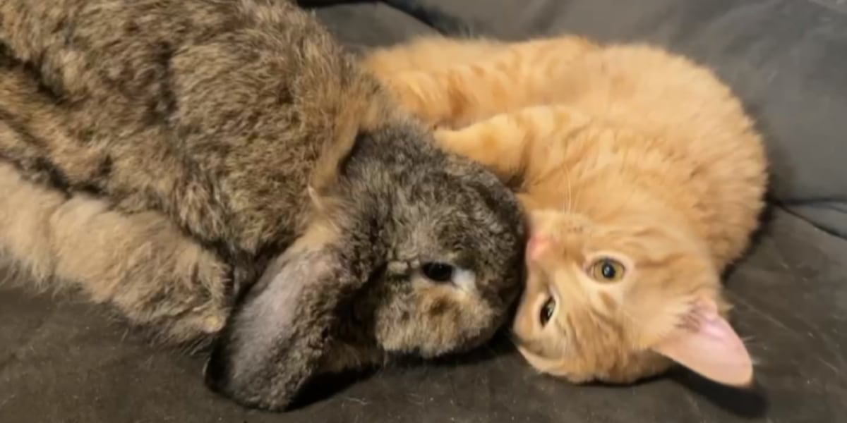 Heartwarming Rescue: The Unlikely Friendship of a Cat and a Bunny Sparks Hope