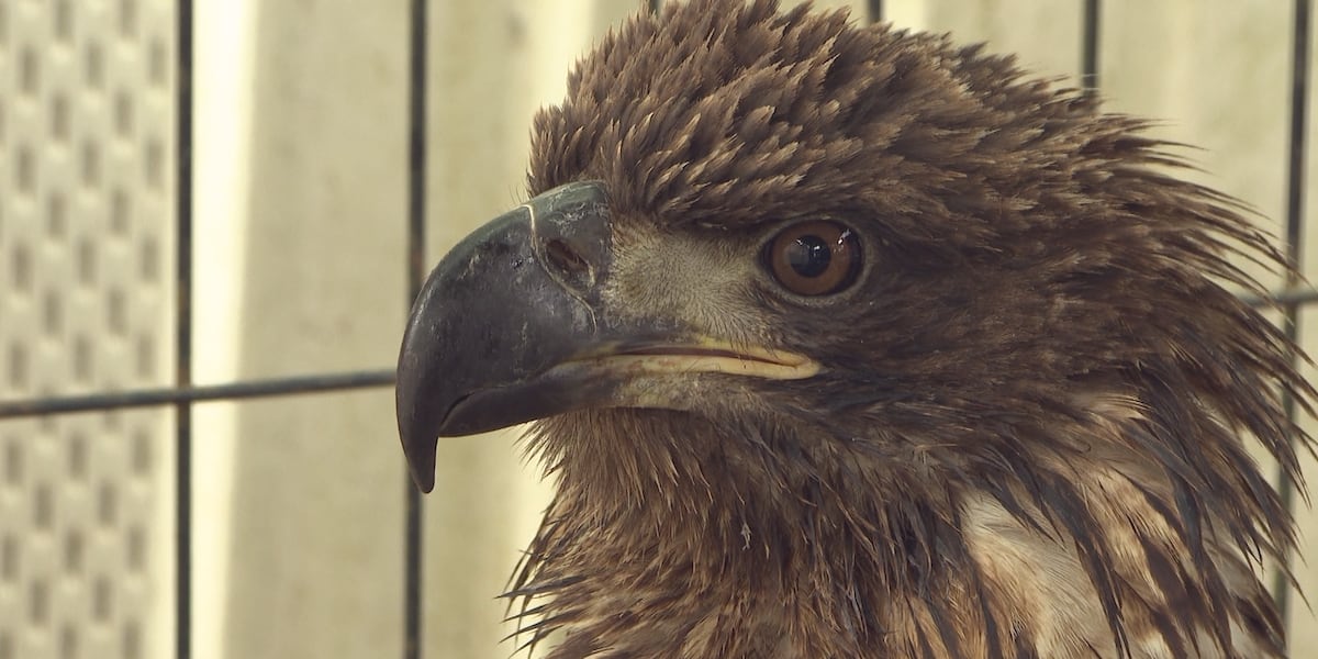 Young Rapter Local wildlife rehabbers seeing increase in injured raptors, including ...