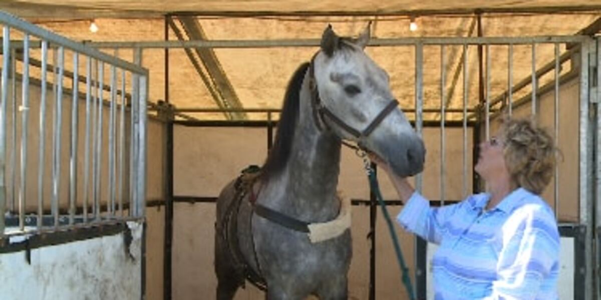 Narasha Merback Gulf Coast Charity Horse Show will go on, despite protests