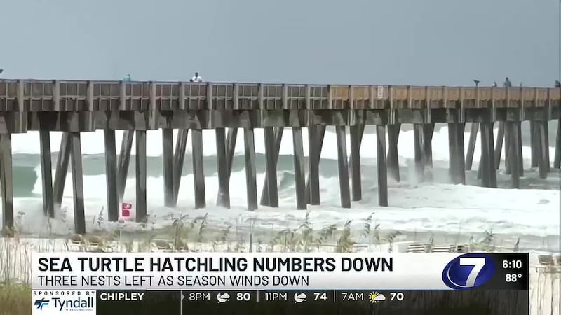 Tropical Storm Bertha wiped out dozens of sea turtle nests