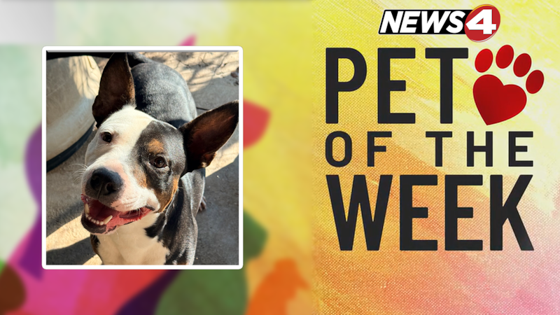 Georgia Fleming with SOS Animal Shelter introduces us to this sweetheart boy looking for a new...